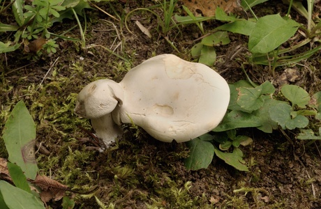 Mehl-Räsling (Clitopilus prunulus) - © Michaela und Gernot Friebes